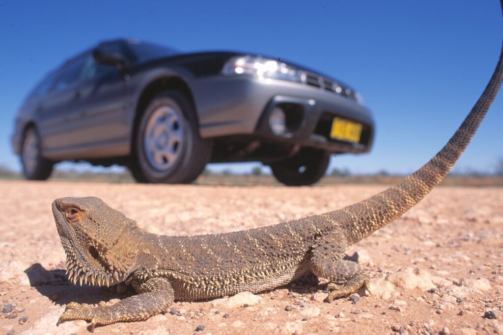 Left-hand-drive Subaru Outback in Australian bush