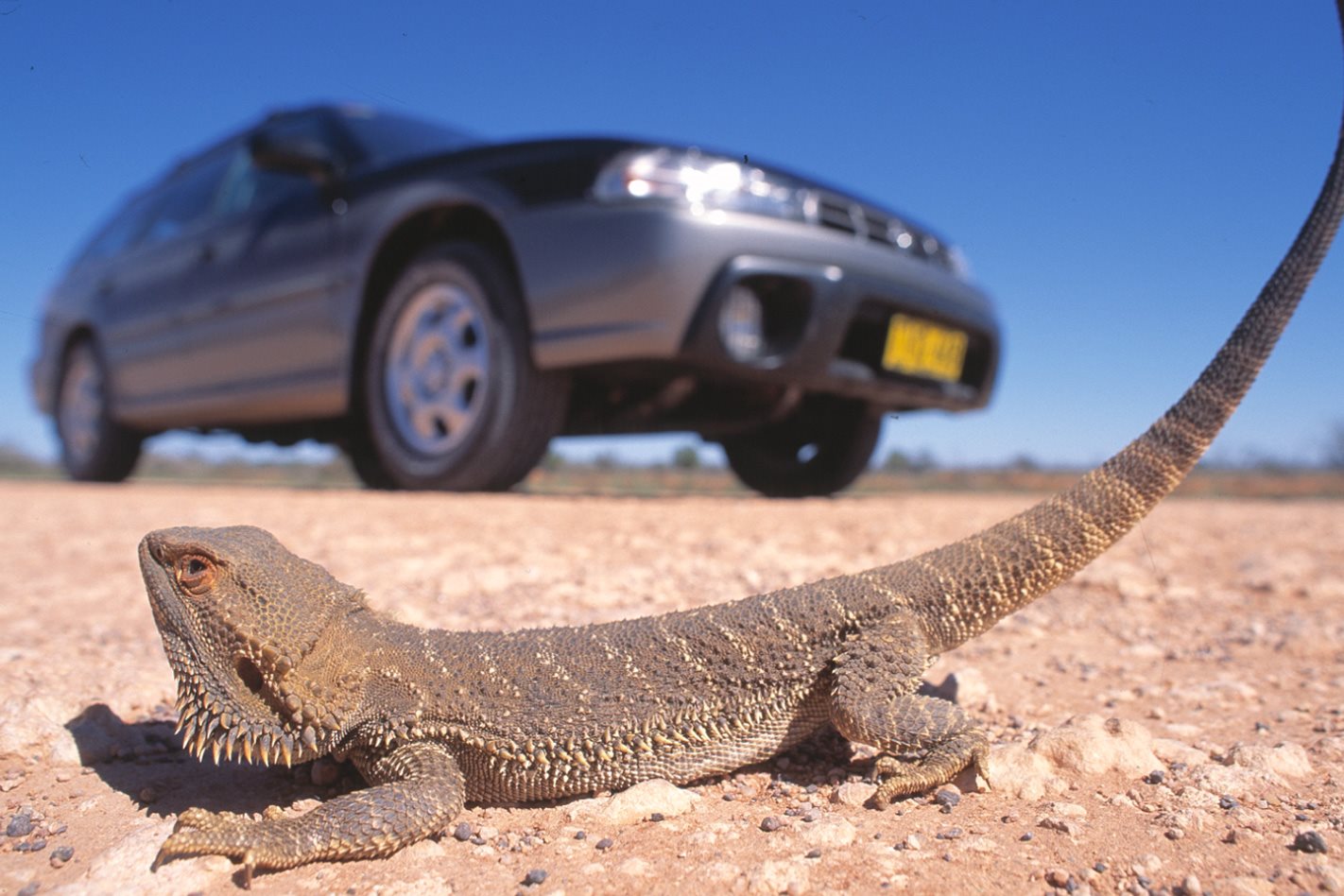 Left-hand-drive Subaru Outback in Australian bush