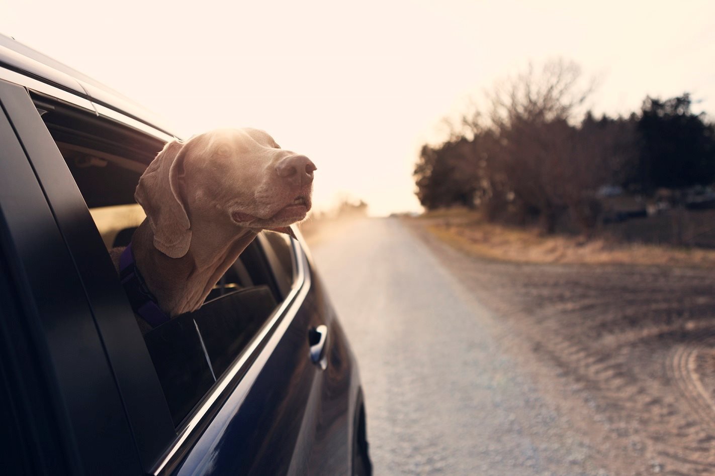 Dog road trips 2019 Australia