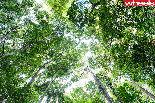 Fraser -Island -Forest