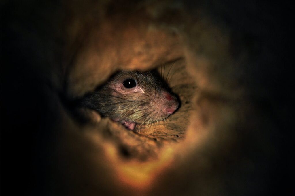 Rodents wreck hundreds of cars every year