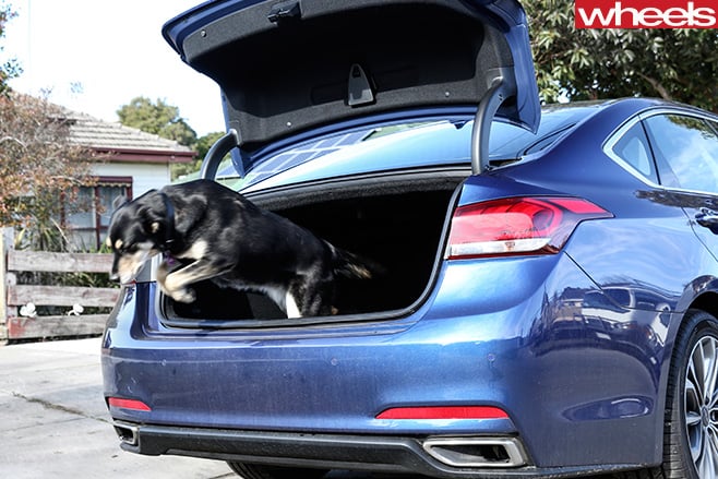 Hyundai -Genesis -boot -dog