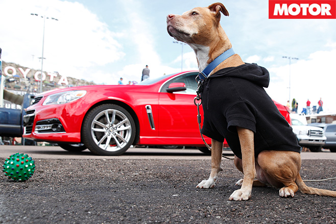 Chevrolet SS USdog at nascar