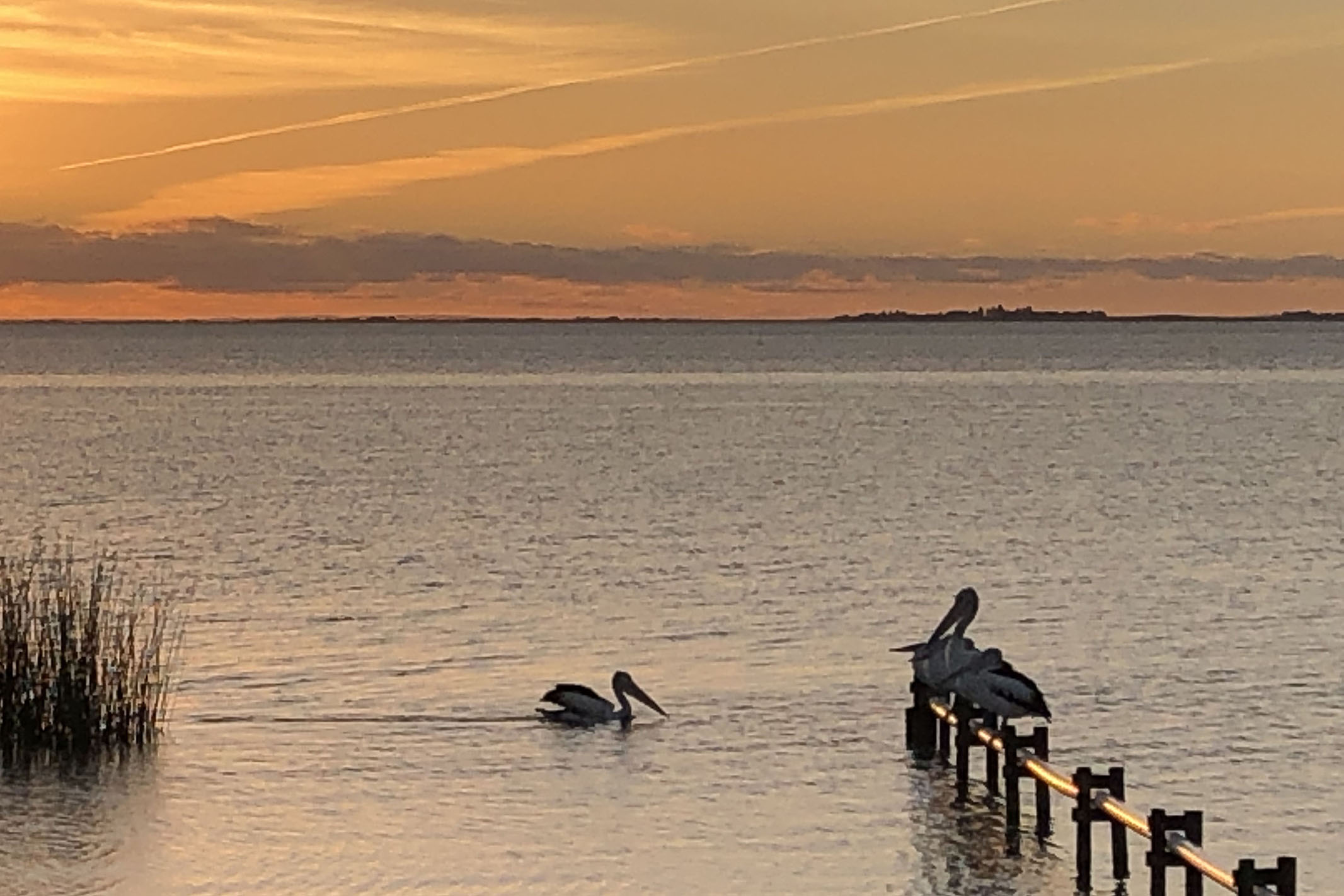 Meningie pelicans
