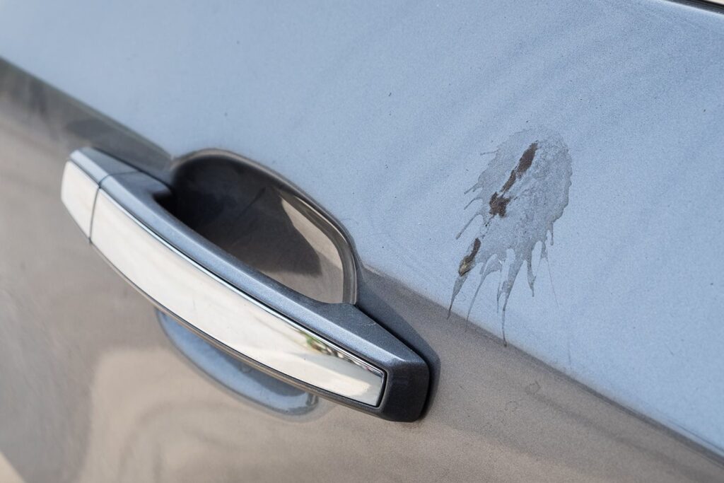 Bird poo on car paint
