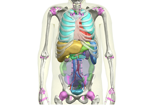 Toyota THUMS 3D Modelling torso