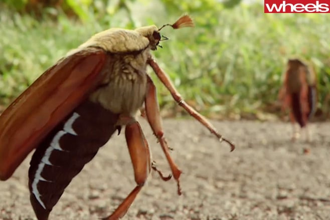Insects -crossing -road