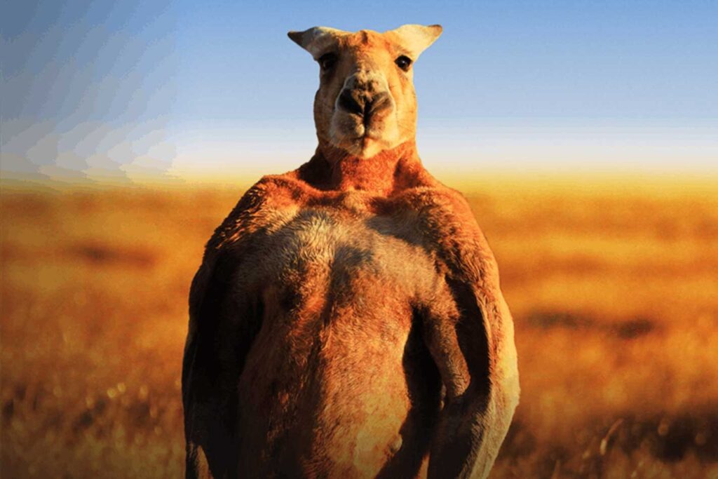 Opinion Australia car making industry bullbars