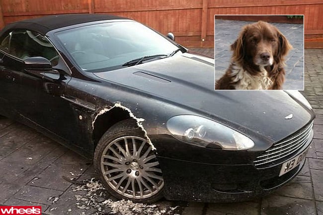 Dog eats Aston Martin