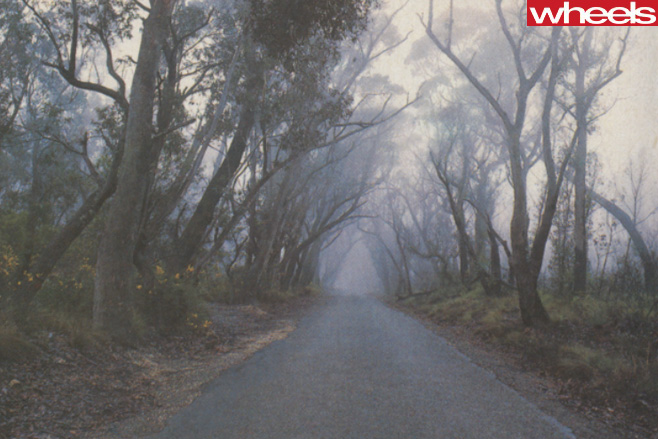 Forest -and -outback