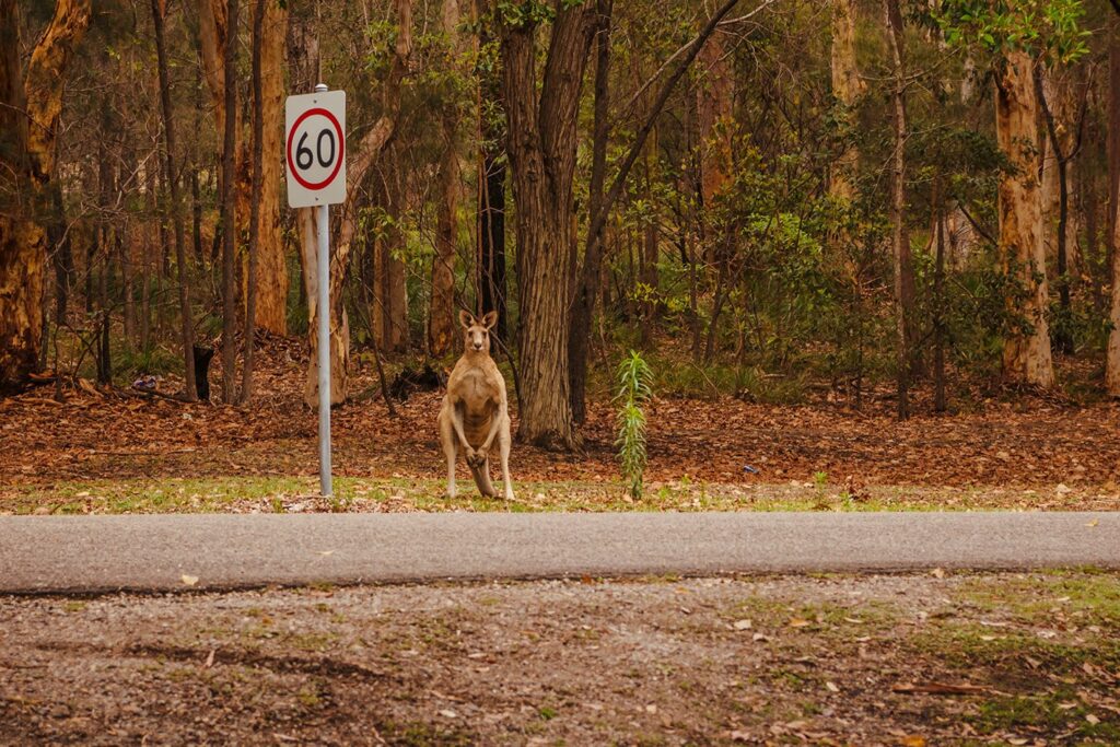 Tassie hoons risk 21 years in the slammer