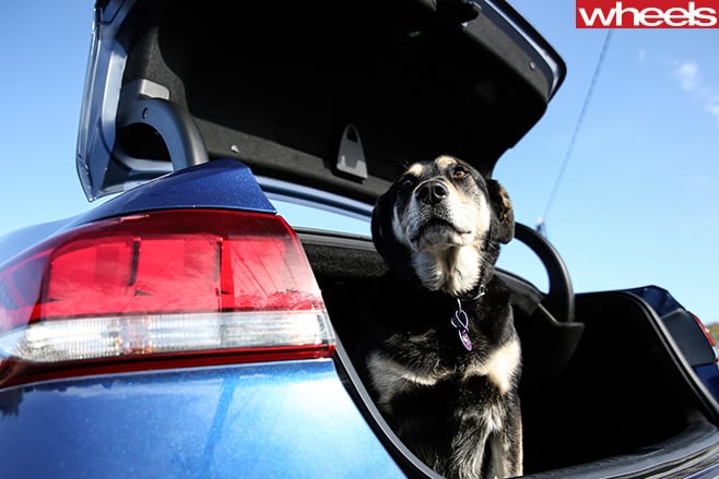 Hyundai -Genesis -dog -in -boot
